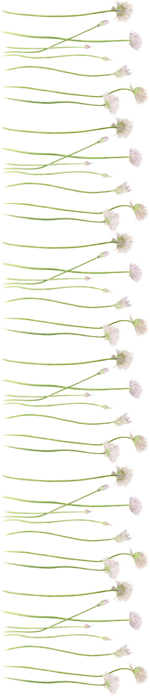 Chives, Botanical art. Watercolor. Painting. Limited Edition prints. Commissions.
