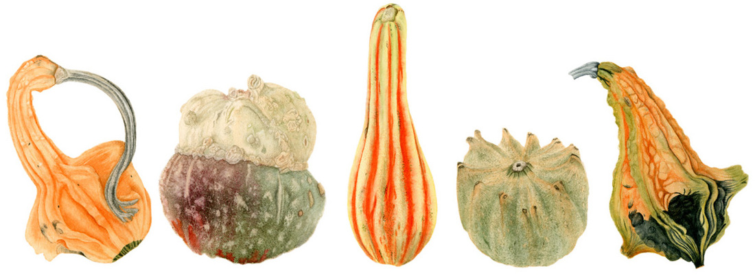 Gourds galore. Botanical art. Watercolour painting. Vegetables. Limited Edition prints.