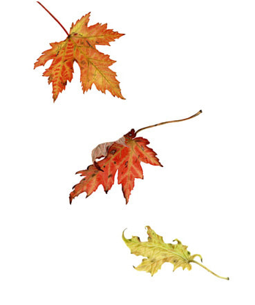 Autumn Acer leaves, Vanessa Pasqualetto. Watercolour artist. Botanical art. Watercolour painting. foliage, Maple leaves, flora, Limited Edition prints. Commissions. Original artwork