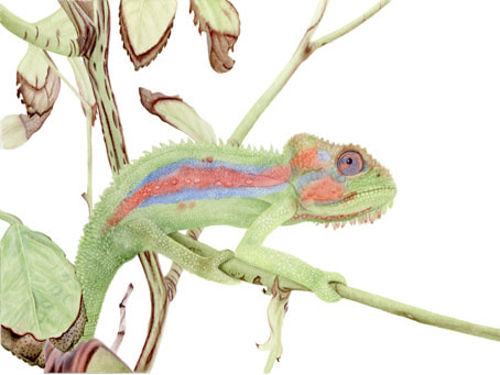 Cape Dwarf Chameleon, Vanessa Pasqualetto. Watercolour artist. Botanical art. Watercolour painting. gouache, South Africa fauna, Limited Edition prints. Commissions. Original artwork