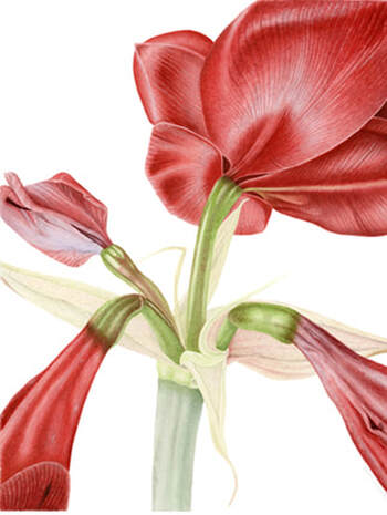 Amaryllis, maroon, Vanessa Pasqualetto. Watercolour artist. Botanical art. Watercolour painting. flower, flora, Limited Edition prints. Commissions. Original artwork