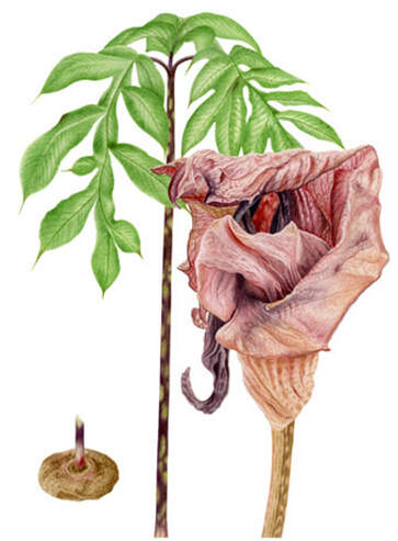 Amorphophallus kujac, Vanessa Pasqualetto. Watercolour artist. Botanical art. Watercolour painting. flower. foliage, bulb, flora, Limited Edition prints. Commissions. Original artwork