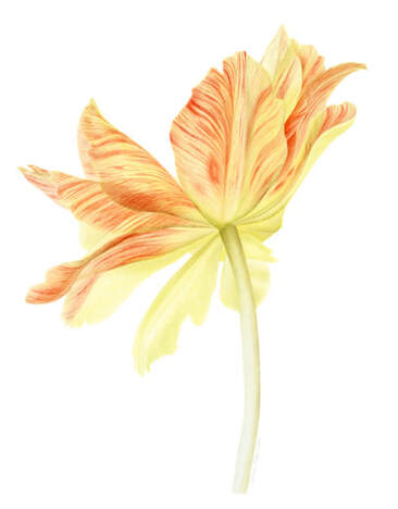 Demure, tulip, Vanessa Pasqualetto. Watercolour artist. Botanical art. Watercolour painting. flower, flora, plant, Limited Edition prints. Commissions. Original artwork