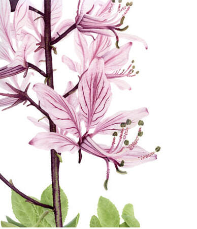 Dictamnus albus, Vanessa Pasqualetto. Watercolour artist. Botanical art. Watercolour painting. Gouage, flower, flora, plant, Limited Edition prints. Commissions. Original artwork