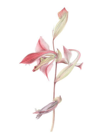 Gladiolus orchidiflorus, Vanessa Pasqualetto. Watercolour artist. Botanical art. Watercolour painting. flower, flora, plant, South Africa, Limited Edition prints. Commissions. Original artwork