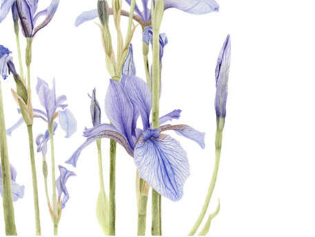 Iris sibirica, Vanessa Pasqualetto. series. Watercolour artist. Botanical art. Watercolour painting. flowers. Limited Edition prints. Commissions. Original artwork