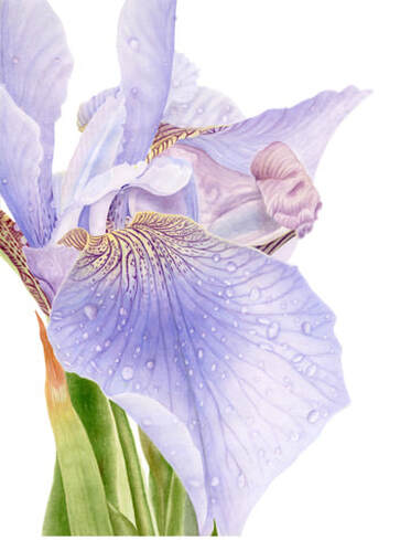 Iris Study No.1, Vanessa Pasqualetto. series. Watercolour artist. Botanical art. Watercolour painting. flowers. Limited Edition prints. Commissions. Original artwork