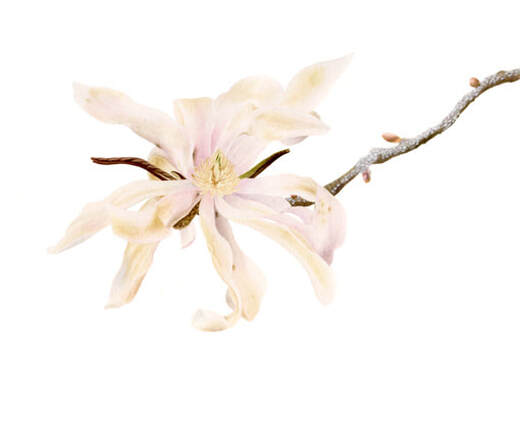 Magnolia stellata, Vanessa Pasqualetto. Watercolour artist. Botanical art. Watercolour painting. flower, flora, plant, tree, Limited Edition prints. Commissions. Original artwork