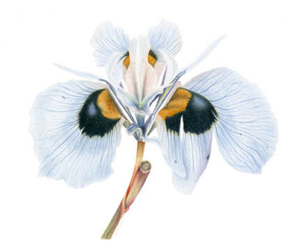 Moraea villosa, Vanessa Pasqualetto. series. Watercolour artist. Botanical art. Watercolour painting. flowers. South Africa flora, Limited Edition prints. Commissions. Original artwork