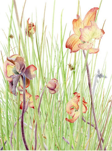 Sarracenia leucophylla, Vanessa Pasqualetto. Watercolour artist. Botanical art. Watercolour painting. flower. foliage, flora, carnivorous plant, Limited Edition prints. Commissions. Original artwork