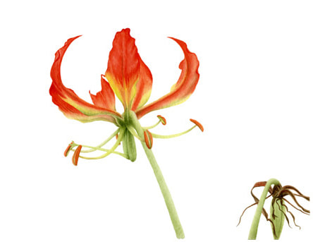 Gloriosa superba, gloriosa lilly, Vanessa Pasqualetto. Watercolour artist. Botanical art. Watercolour painting. flower, flora, plant, South Africa, Limited Edition prints. Commissions. Original artwork