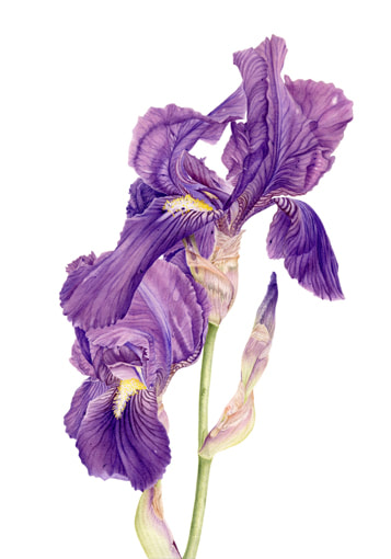 Iris x germanica. Vanessa Pasqualetto. Botanical watercolor.