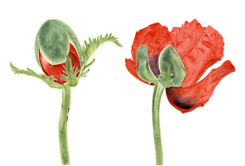 Papaver oriental, poppies, poppy, Vanessa Pasqualetto. series. Watercolour artist. Botanical art. Watercolour painting. flowers. Limited Edition prints. Commissions. Original artwork