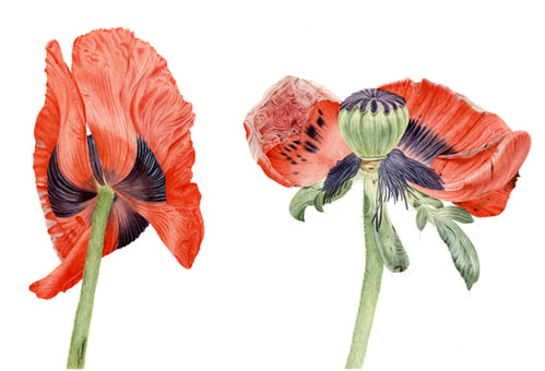 Papaver oriental, poppies, poppy, Vanessa Pasqualetto. series. Watercolour artist. Botanical art. Watercolour painting. flowers. Limited Edition prints. Commissions. Original artwork