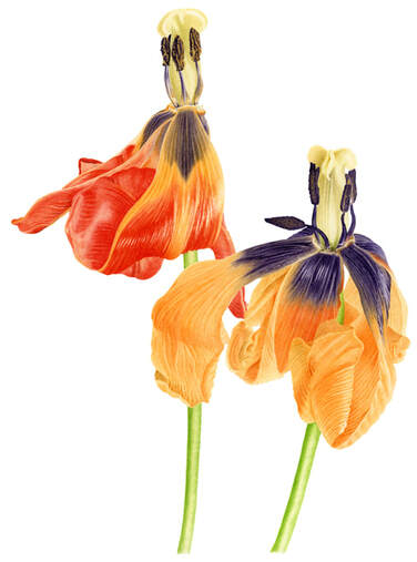 Christiani-Meadow tulips, Konstanz. Botanical Art. Watercolor. Vanessa Pasqualetto