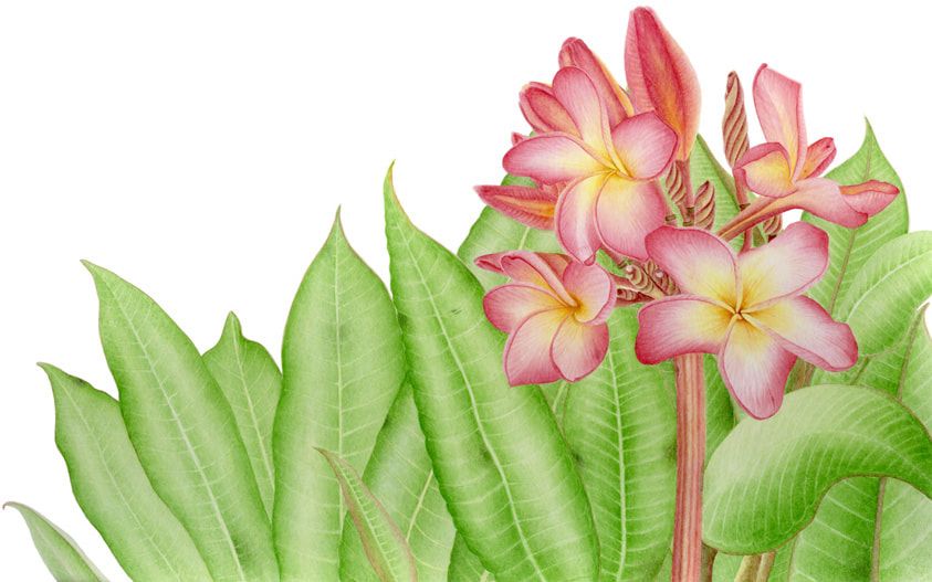 Plumeria. Botanical art. Watercolors. Limited Edition prints. Commissions. Paintings.