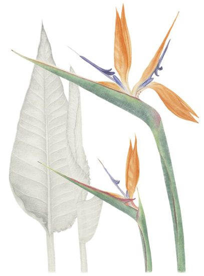 Strelitzia reginae, Contemporary botanical art. Realistic depiction of the natural world.
