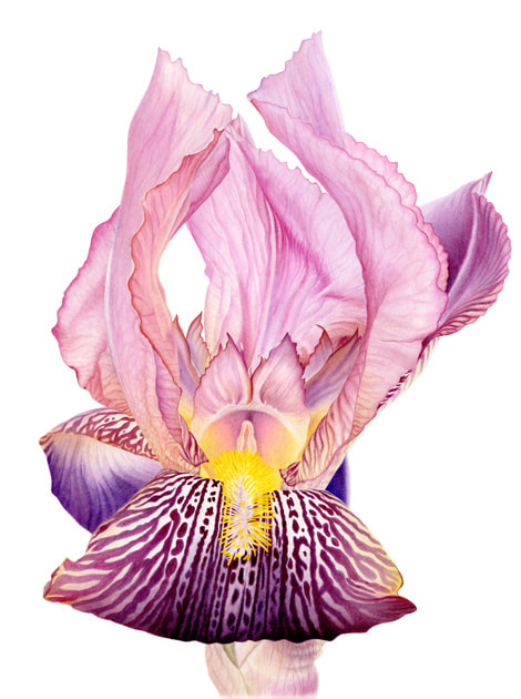 Tall Bearded Iris, Mauve. Botanical art. Watercolour. Limited Edition prints. Botanical painting.