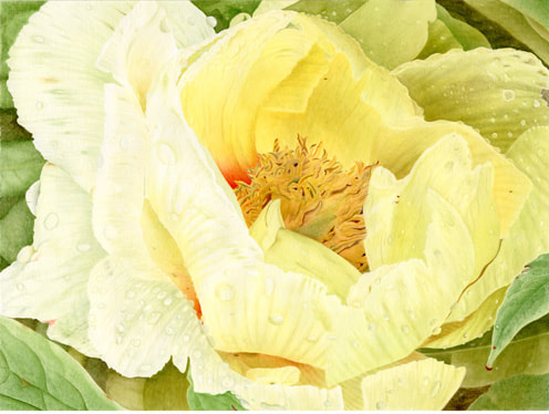 Yellow Peony, Vanessa Pasqualetto. Watercolour artist. Botanical art. Watercolour painting. flower, flora, foliage, plant, Limited Edition prints. Commissions. Original artwork